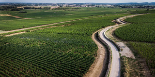Vintage Report: 2023 in Burgundy