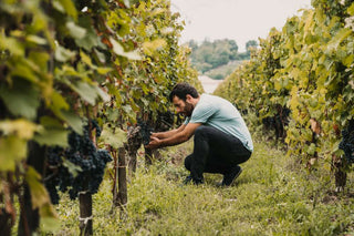 Diving into Organic Viticulture