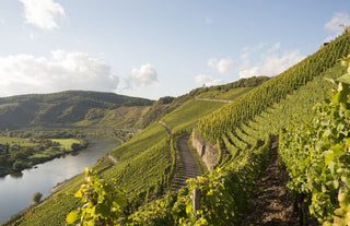 A Guide to German Riesling