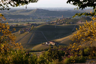 Vintage Report: 2019 in Piedmont