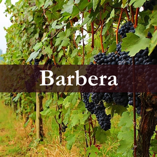 Barbera