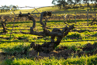 Barossa Valley