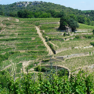 Domaine Auguste Clape