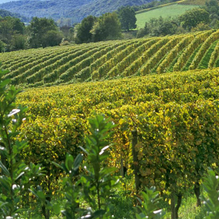 Domaine Bernard & Thierry Glantenay