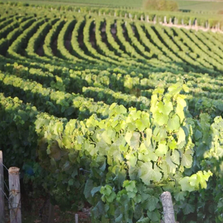Domaine Billaud-Simon