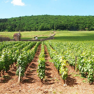 Domaine Comte Armand
