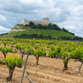 Ribera del Duero