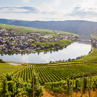 Riesling
