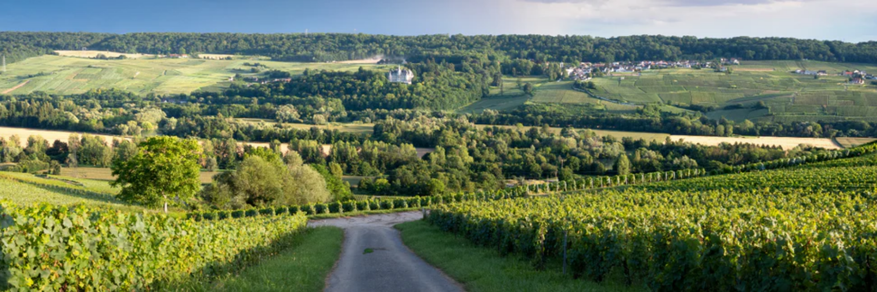 Jacques Selosse