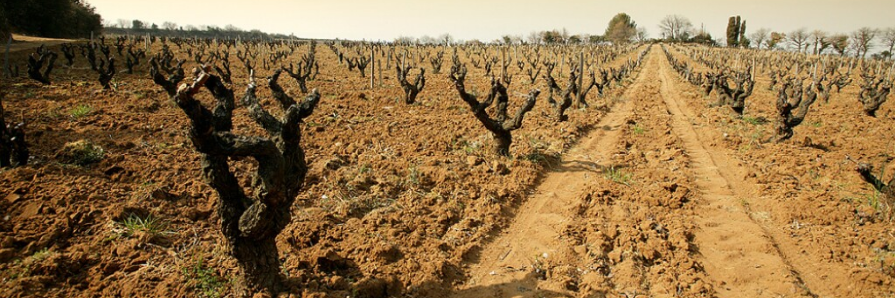 Chateau Rayas
