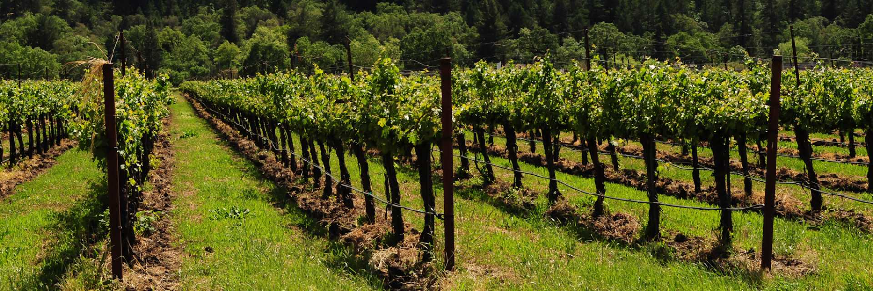 Domaine Comte Liger Belair