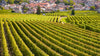Domaine Vincent Dauvissat