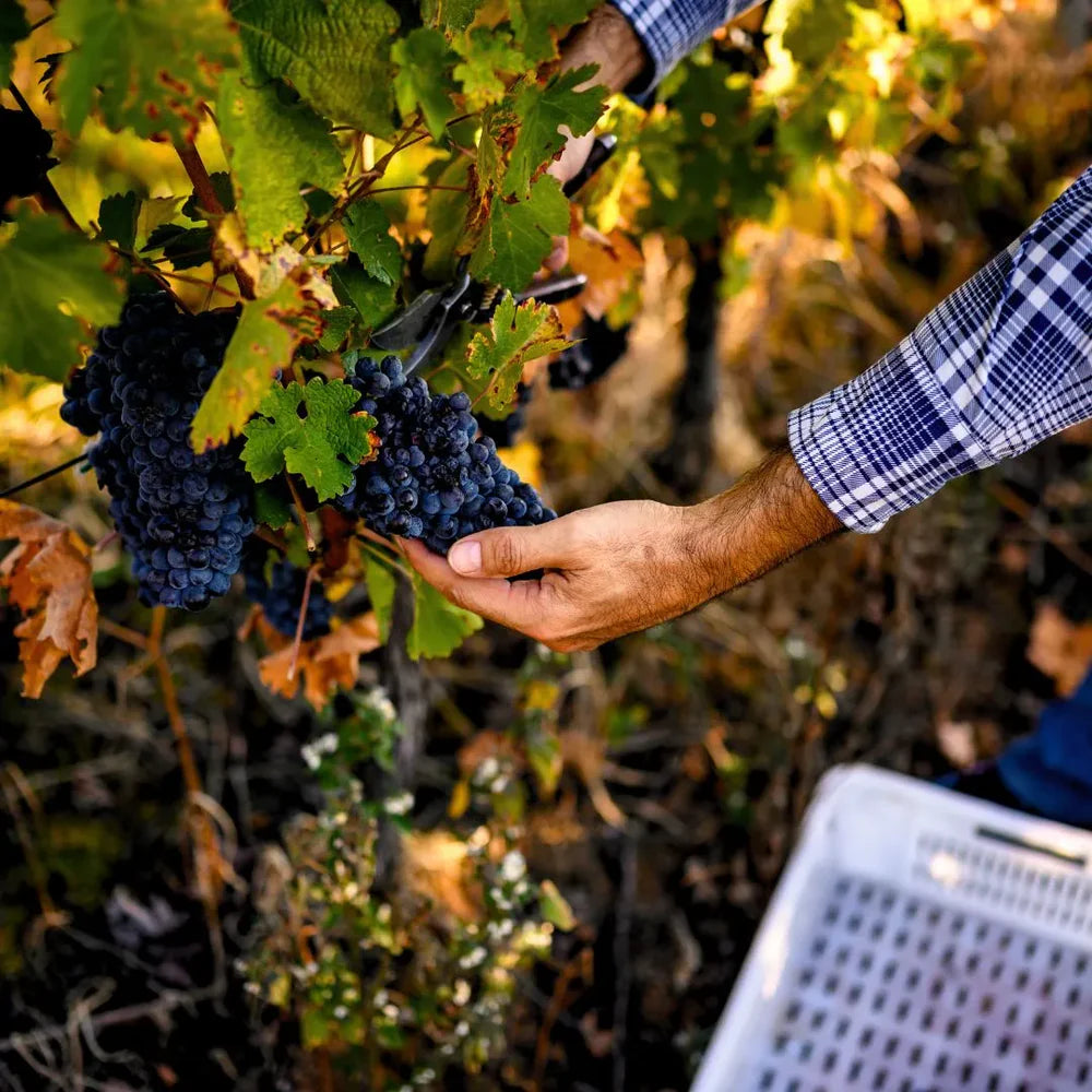 /products/antinori-solaia-2013